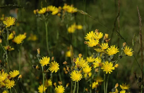 Yellow flower heads of Hieracium caespitosum.