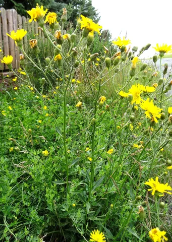 Branched flowering growth of Hieracium laevigatum.