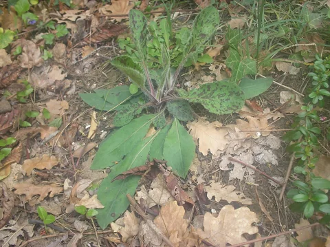 Basal leaf rosette of Hieracium maculatum.