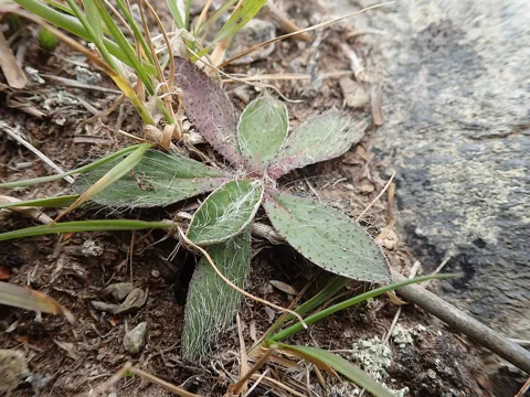 Hairy basal leaves of Hieracium pilosella.