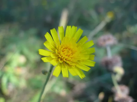 Yellow flower head of Hieracium sabaudum.