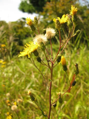 Flowering stems of Hieracium umbellatum.