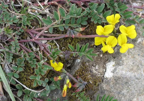 Yellow flowers and divided leaves of Hippocrepis comosa.