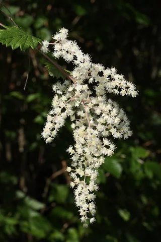 White flower clusters of Holodiscus discolor.