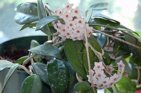 Flower clusters and waxy foliage of Hoya carnosa.
