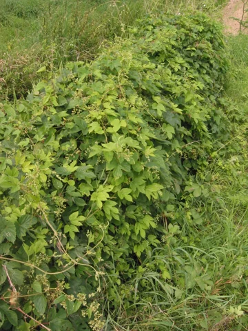 A male Humulus lupulus plant.