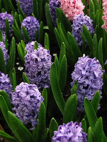 Flowering Hyacinthus orientalis 'Delft Blue' in a planted bed.