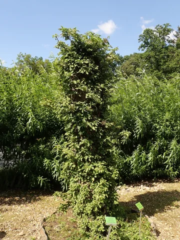 Climbing growth of Hydrangea anomala ssp. petiolaris 'Mirranda'.