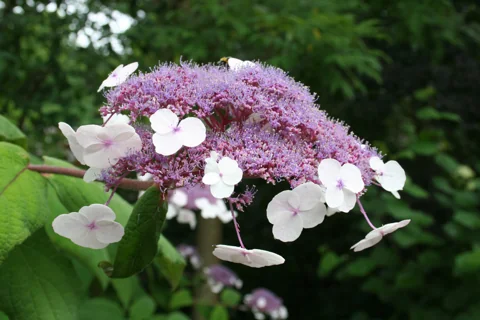 Flower head of Hydrangea aspera, identified as subsp. sargentiana in the source.