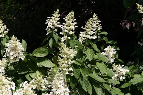 White flower panicles and leafy branches of Hydrangea paniculata.