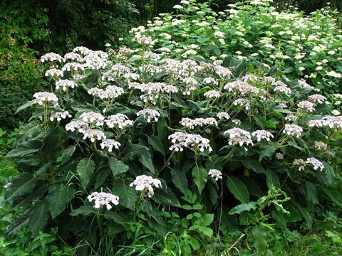 Flowering shrub of Hydrangea sargentiana.