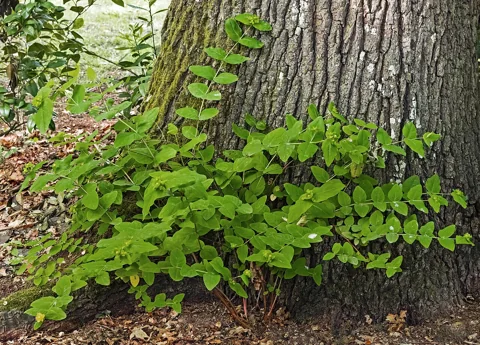 Leafy growth of Hypericum androsaemum beside a tree.