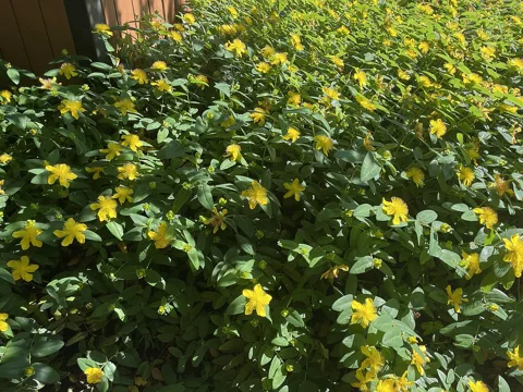 A flowering stand of Hypericum calycinum.