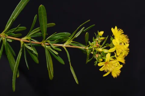 A flowering branch of Hypericum densiflorum, identified as the nominate variety in the source.