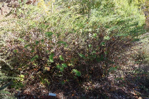 Shrubby growth of Hypericum forrestii in a botanical garden.