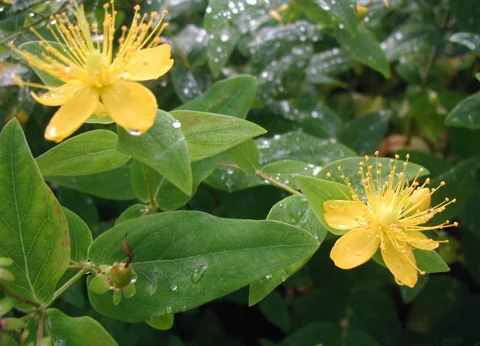 Yellow flowers and green leaves of Hypericum hircinum.