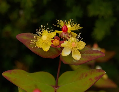 Flowers and developing fruits of Hypericum inodorum 'Magical Passion'.