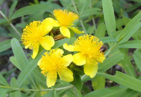 Yellow flowers and narrow leaves of Hypericum kalmianum.