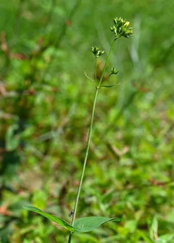 Slender stems and developing buds of Hypericum montanum.