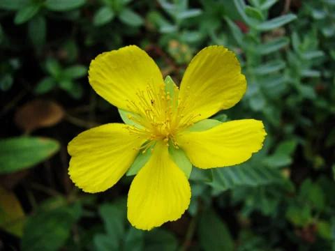 Yellow flower of Hypericum olympicum.