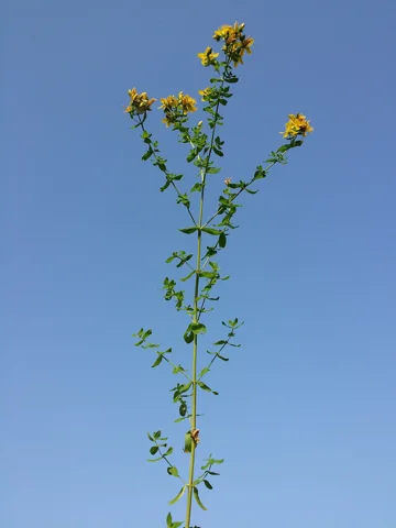 Upright flowering stem of Hypericum perforatum.