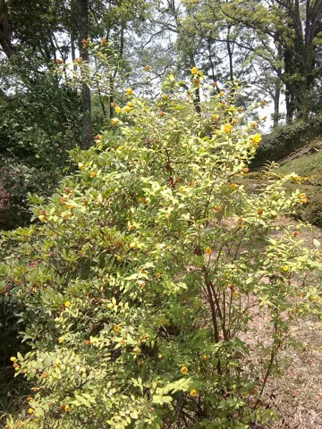 Flowering shrub of Hypericum uralum in a botanical garden.