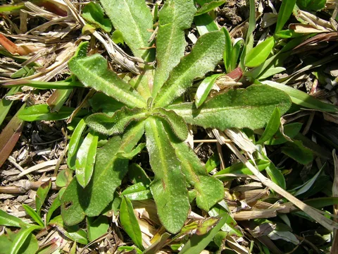 Basal leaf rosette of Hypochaeris radicata.