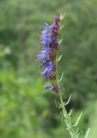 Flowers of Dracocephalum officinale.