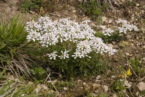 White-flowering growth of Iberis amara.