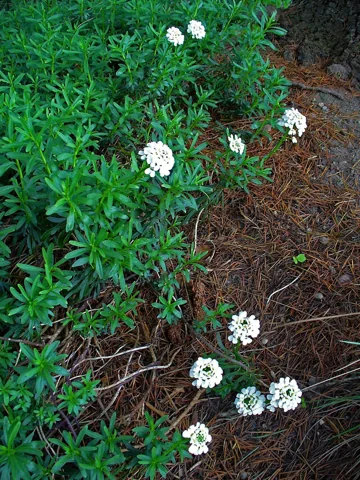 Flower clusters above the evergreen foliage of Iberis sempervirens.