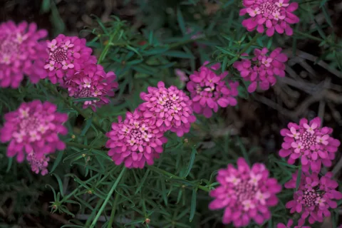 Pink flower clusters and foliage of Iberis umbellata.