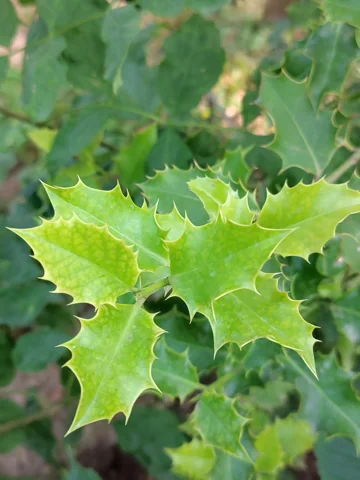 Spiny leaves of Ilex aquifolium.