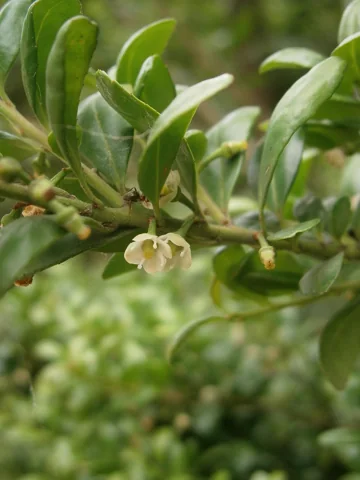 Small flowers and leafy shoots of Ilex crenata 'Convexa'.