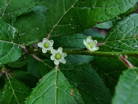Small white flowers of Ilex verticillata beside the leaves.