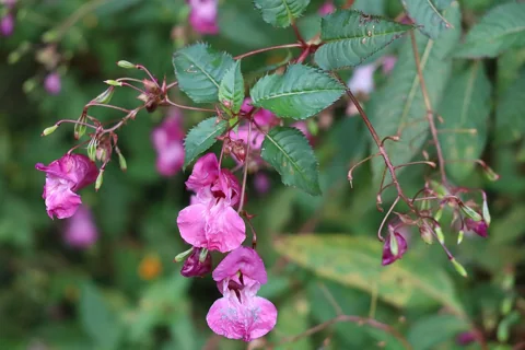 Pink flowers and leafy stems of Impatiens glandulifera.