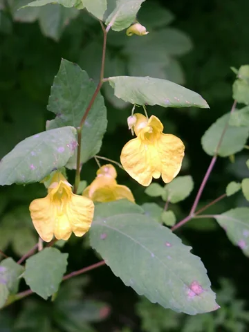 Yellow flowers and foliage of Impatiens noli-tangere.