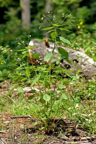 Upright plant of Impatiens parviflora.