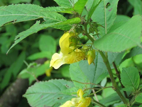 Yellow flowers and serrated leaves of Impatiens scabrida.