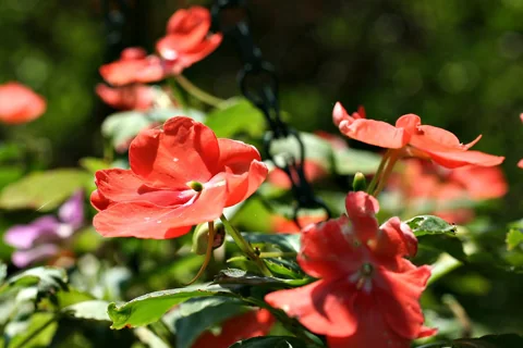 Red flowers above the foliage of Impatiens walleriana.