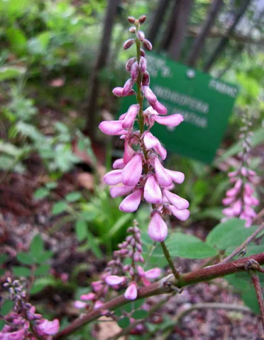 Pink flower raceme of Indigofera amblyantha.