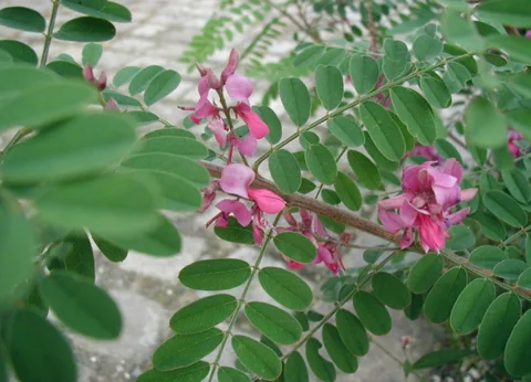 Pink flowers and divided leaves of Indigofera heterantha.