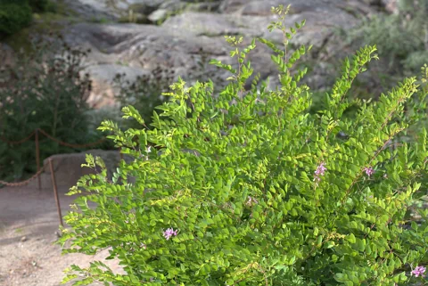 Leafy shrub of Indigofera kirilowii.