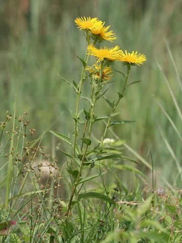 Upright flowering growth of Inula britannica.