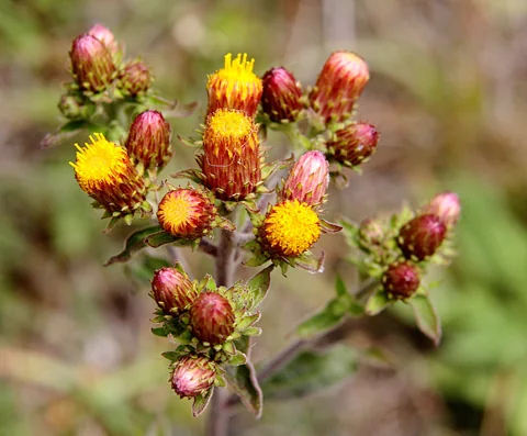 Flower heads of Inula conyzae.