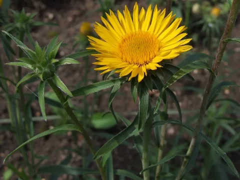 Yellow flower head of Inula ensifolia with narrow leaves.