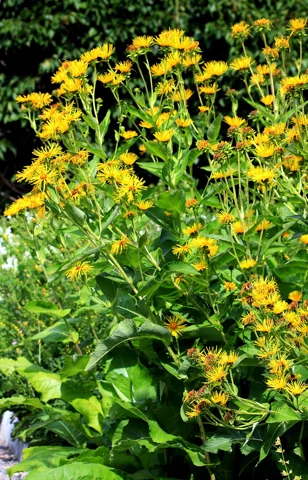 Inula helenium in flower.