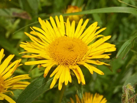 Yellow flower head of Inula hirta.