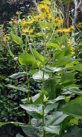 Tall leafy stems and yellow flowers of Inula magnifica.