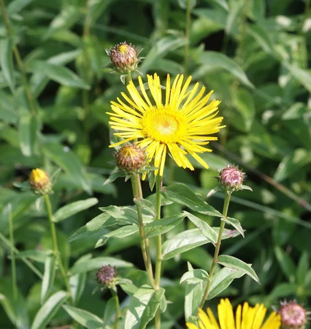 Yellow flowers and leafy stems of Inula salicina.