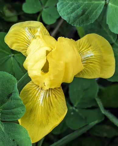 Yellow flower of Iris pseudacorus.